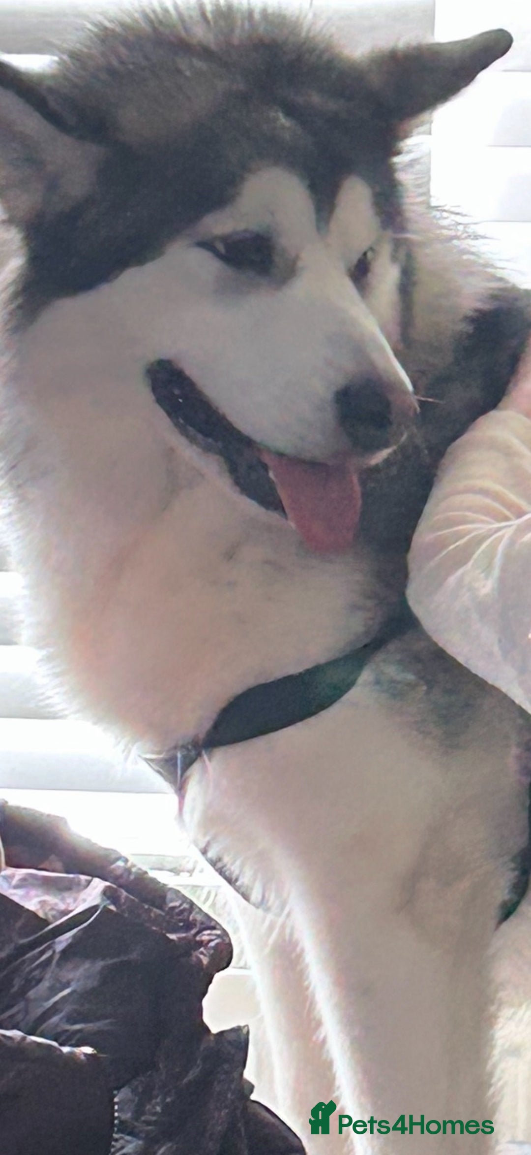 Alaskan Malamute dogs for sale: 3 year old KC registered female Alaskan malamute - Image 3