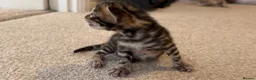 Bengal cats for sale: 4 bengal kittens  - Advert 18