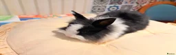 Lionhead rabbits for sale: Lion head bunny - Advert 3