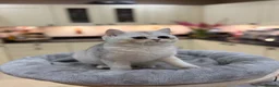 British Shorthair cats for sale: READY NEXT WEEK - FULL PEDIGREE REGISTERED BSH - Advert 7