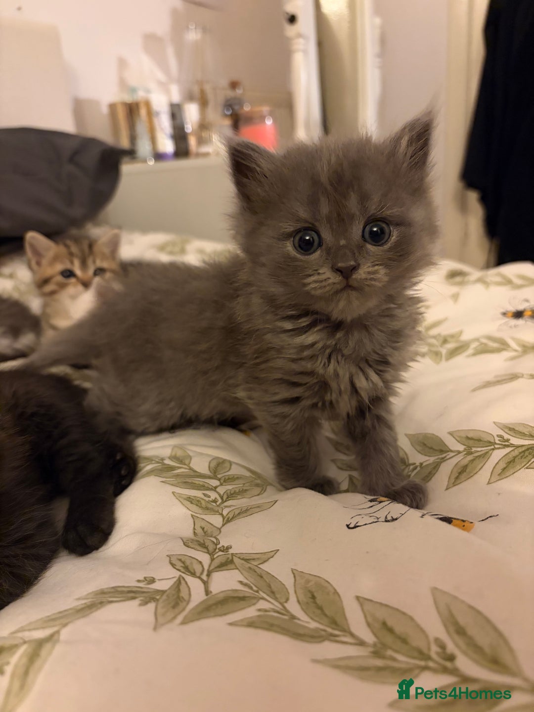 British Shorthair cats for sale: 5 British Chinchilla Shorthair Mix Kittens - Image 8