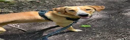 Mixed Breed dogs for adoption: Loki is looking for his forever home  in Whitley Bay - Advert 8