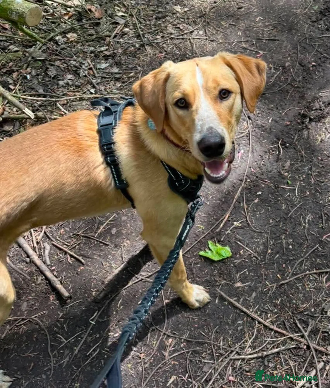 Mixed Breed dogs for adoption: Lovely Loki needs an active home - Advert 1