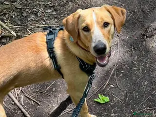 Mixed Breed dogs Lovely Loki needs an active home - Advert 17