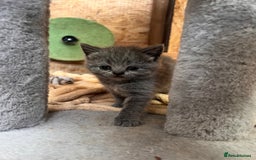 British Shorthair cats for sale: British Shorthair  - Image 4