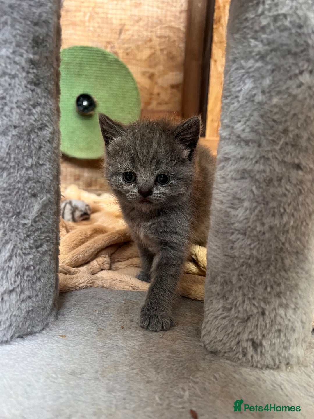 British Shorthair cats for sale: British Shorthair  - Image 4