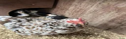 Mixed Breed birds for sale: Pekin chicks - Advert 5