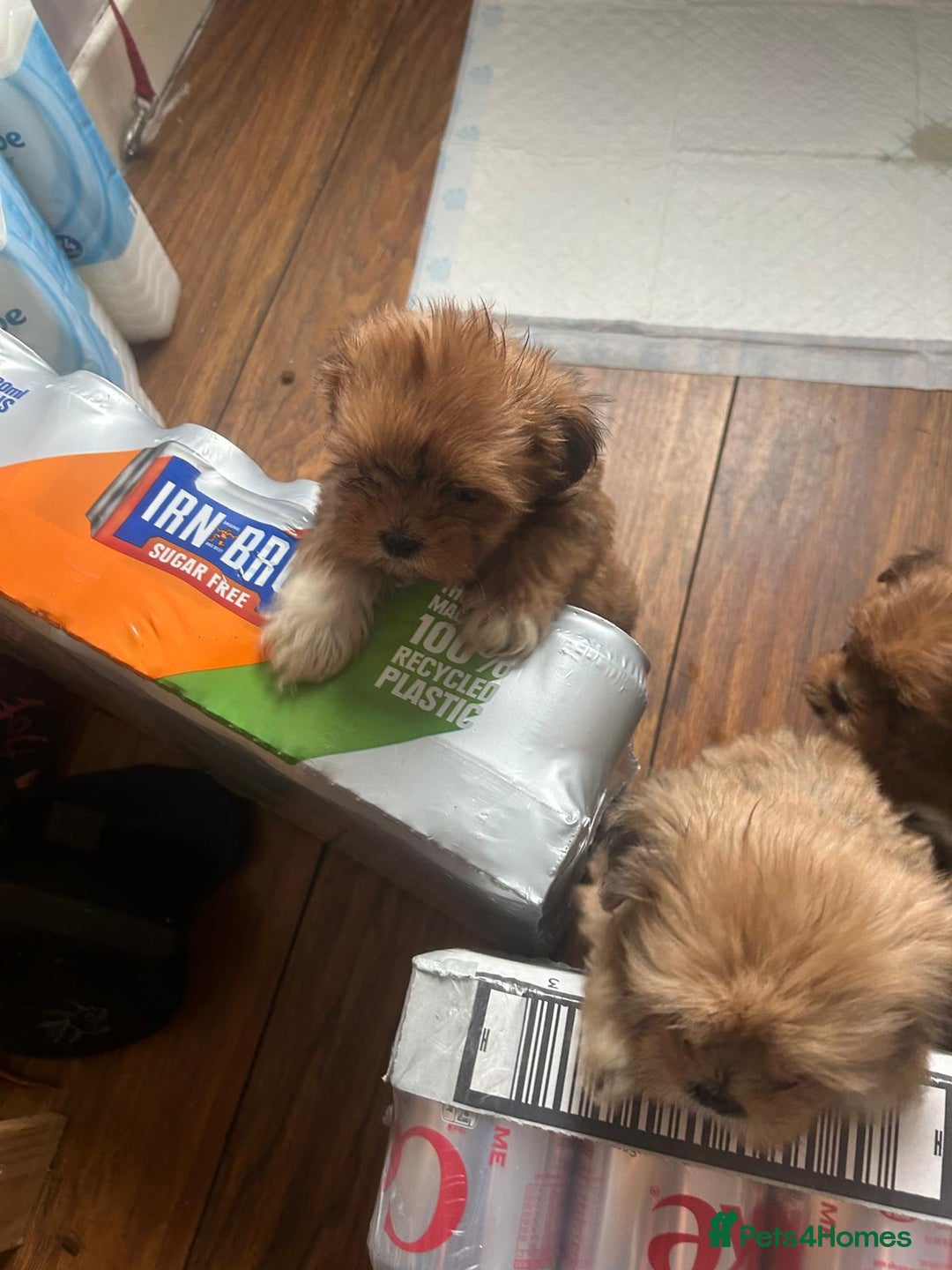 Lhasa Apso dogs for sale: Red and tan Lhasa apso puppies  - Image 4