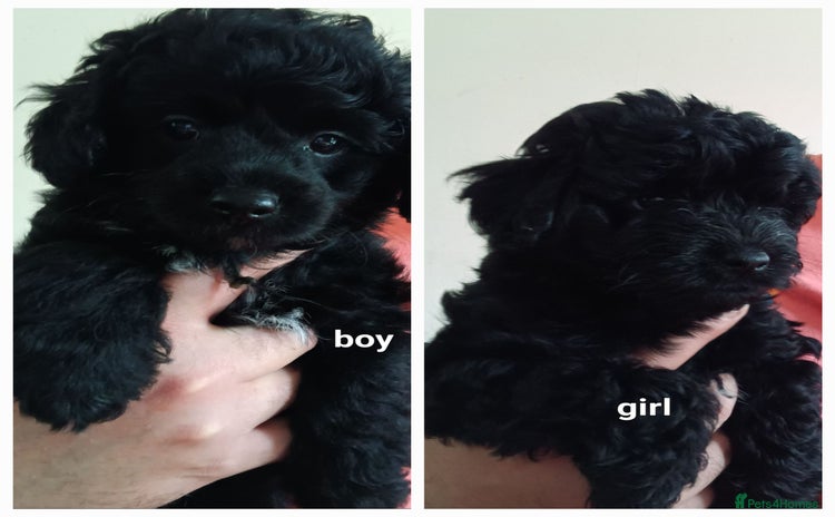 Cockapoo dogs - Advert 2