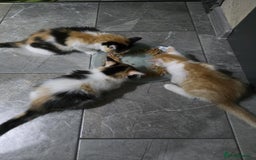 Mixed Breed cats for sale: Beautiful kittens - Image 4