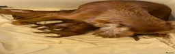 Toy Poodle dogs for stud: Proven red toy poodle For stud  ( Health tested )  - Advert 8