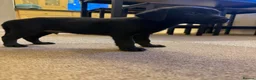Labrador Retriever dogs for sale: Stunning Labrador pups  - Advert 8