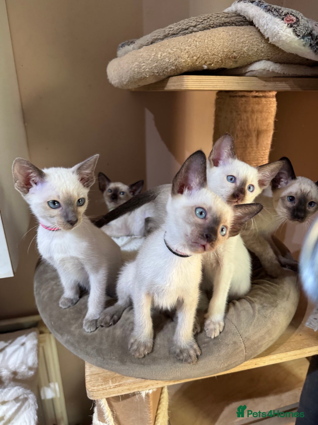 Siamese cats for sale: 6 cute Siamese kittens available  - Image 3