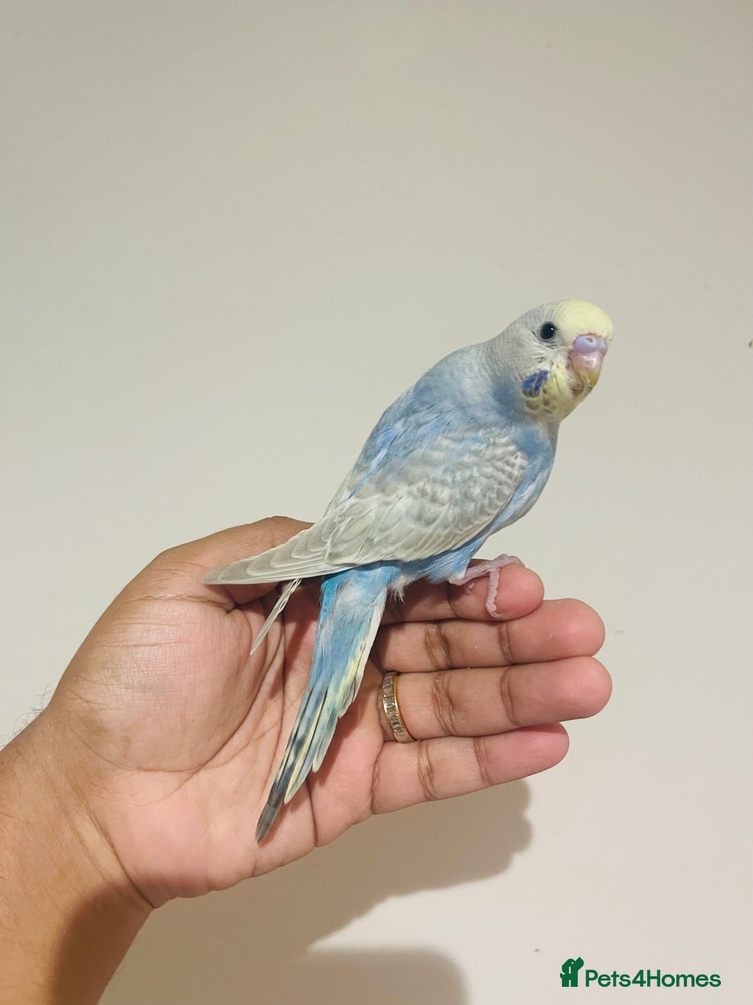 Budgerigars birds for sale: Hand reared budgies for sale  - Advert 15