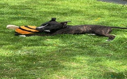 Mixed Breed dogs for sale: Female dog - Image 3