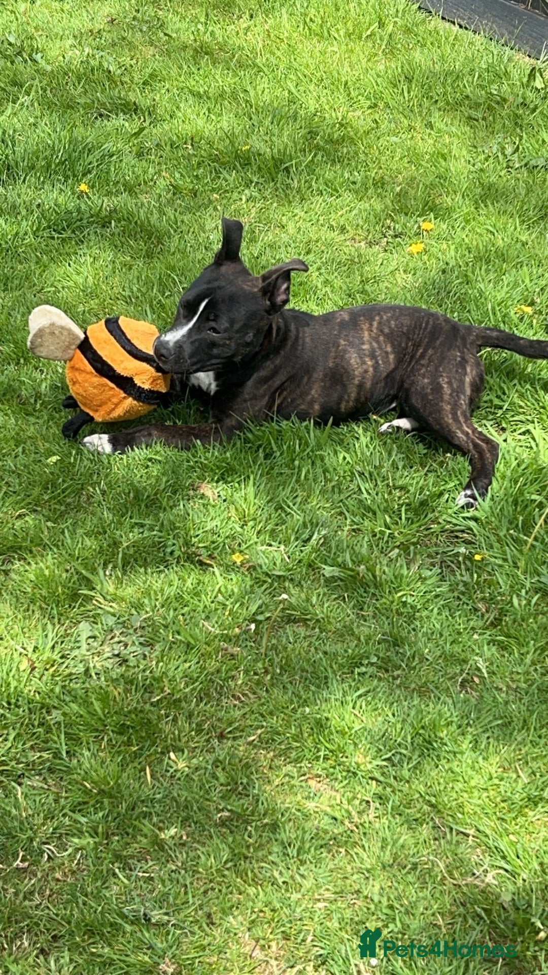Mixed Breed dogs for sale: Female dog - Image 3