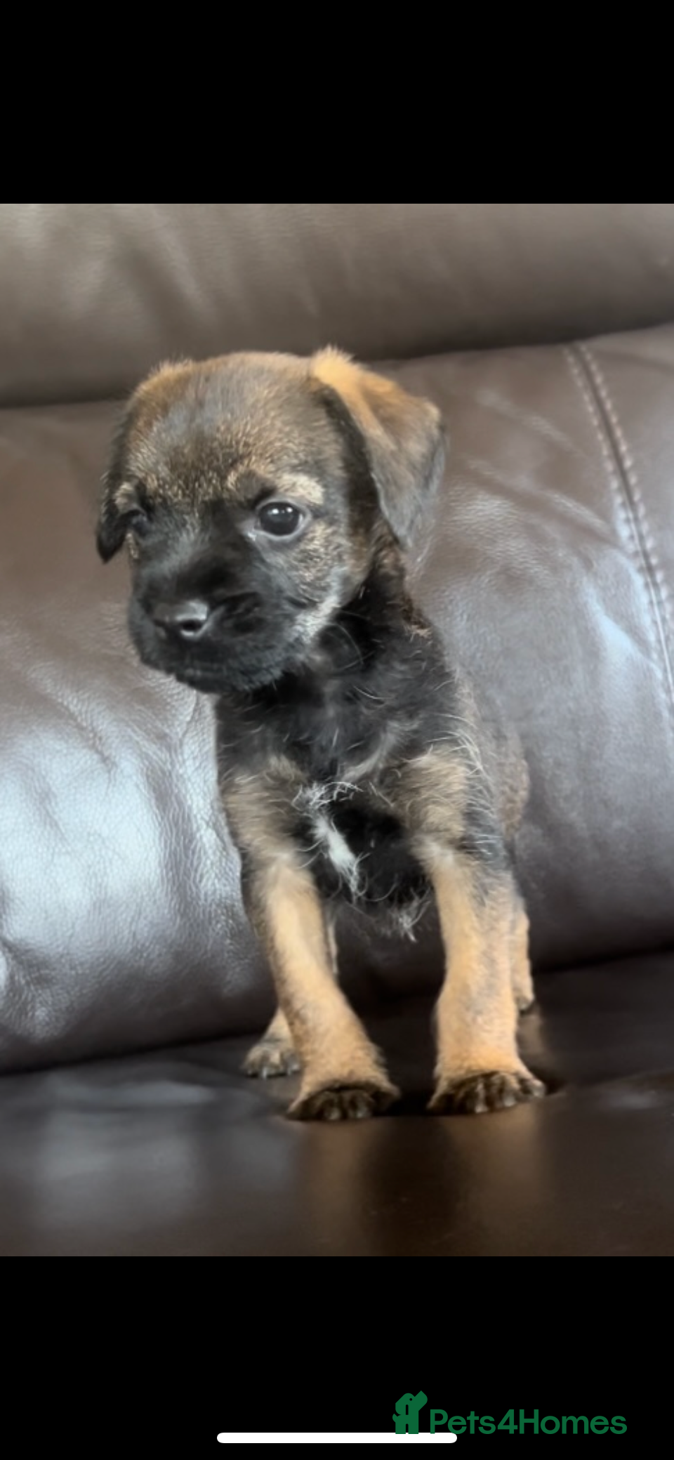 Border Terrier dogs Border Terrier puppies - Advert 2