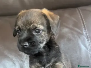 Border Terrier dogs Border Terrier puppies - Advert 2