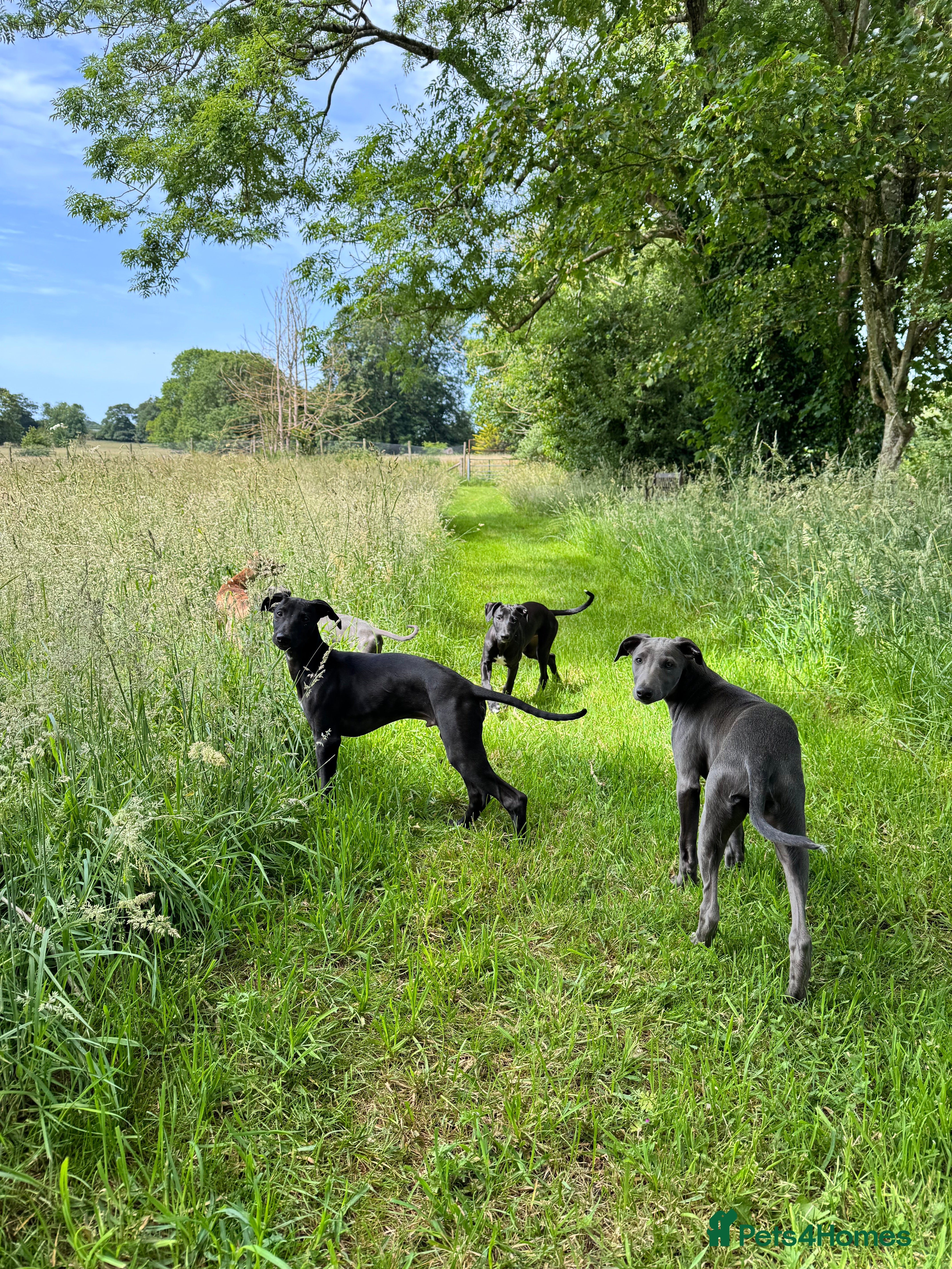 Mixed Breed dogs Whippet x 1/4 lurcher puppies for sale. - Advert 2