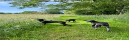 Mixed Breed dogs for sale: Whippet x 1/4 lurcher puppies for sale. - Advert 2
