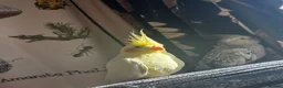 Cockatiels birds for sale: two cockatiels looking for rehoming in Crewe - Advert 6