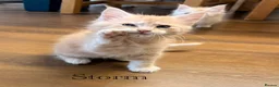 Maine Coon cats for sale: Sweet teddy bears. 🧸 🐈‍⬛ - Advert 33
