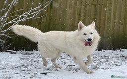 Mixed Breed dogs for stud: White Shepherd Male Available for Outcross - Image 5