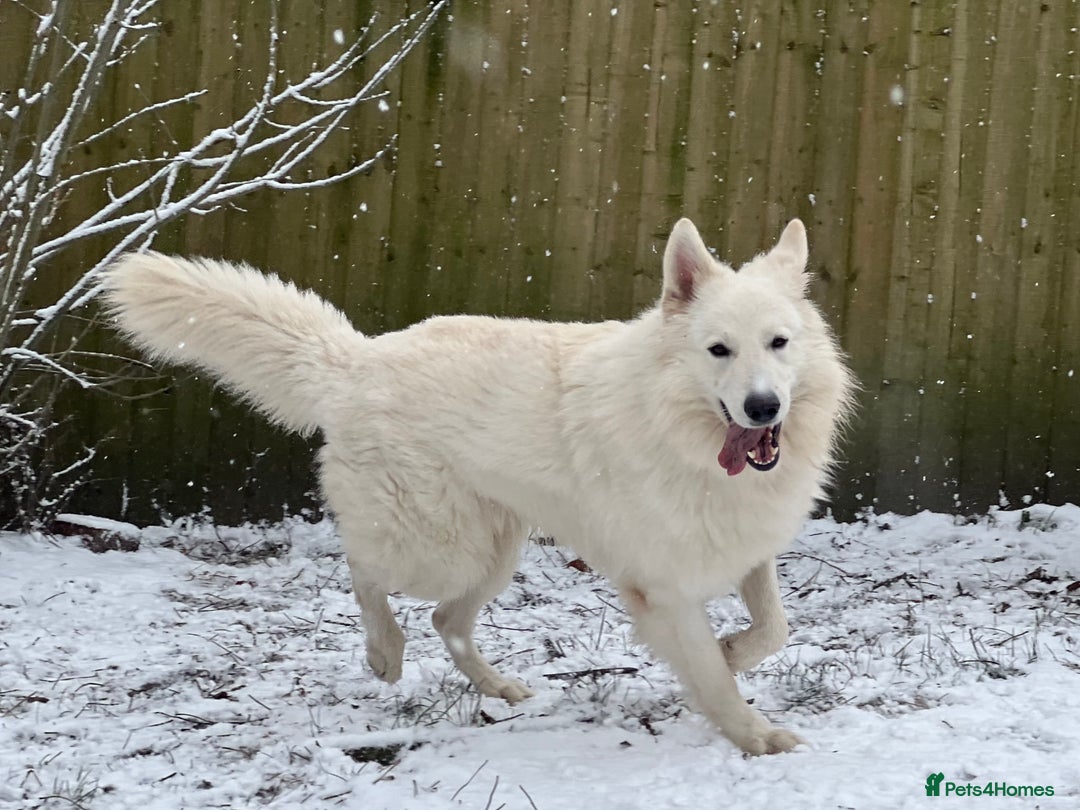 Mixed Breed dogs for stud: White Shepherd Male Available for Outcross - Image 5