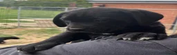 Cane Corso dogs for sale: Uk founder of the CANE CORSO - Advert 1