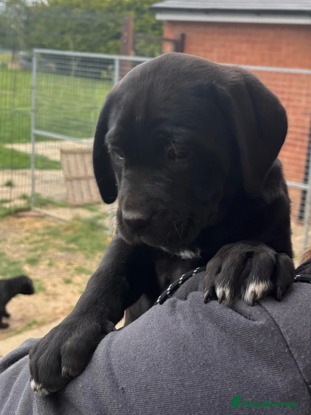 Cane Corso dogs for sale: Uk founder of the CANE CORSO - Advert 1