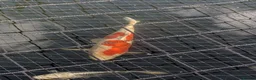 Koi Carp fish for sale: Koi carp and albino sturgeon for sale  - Advert 4