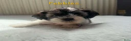 Shih Tzu dogs for sale: Beautiful shih Tzu puppies for sale  in Newport - Advert 4
