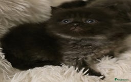 Mixed Breed cats for sale: Cute Scottish fold x Persian kittens long haired  - Image 12