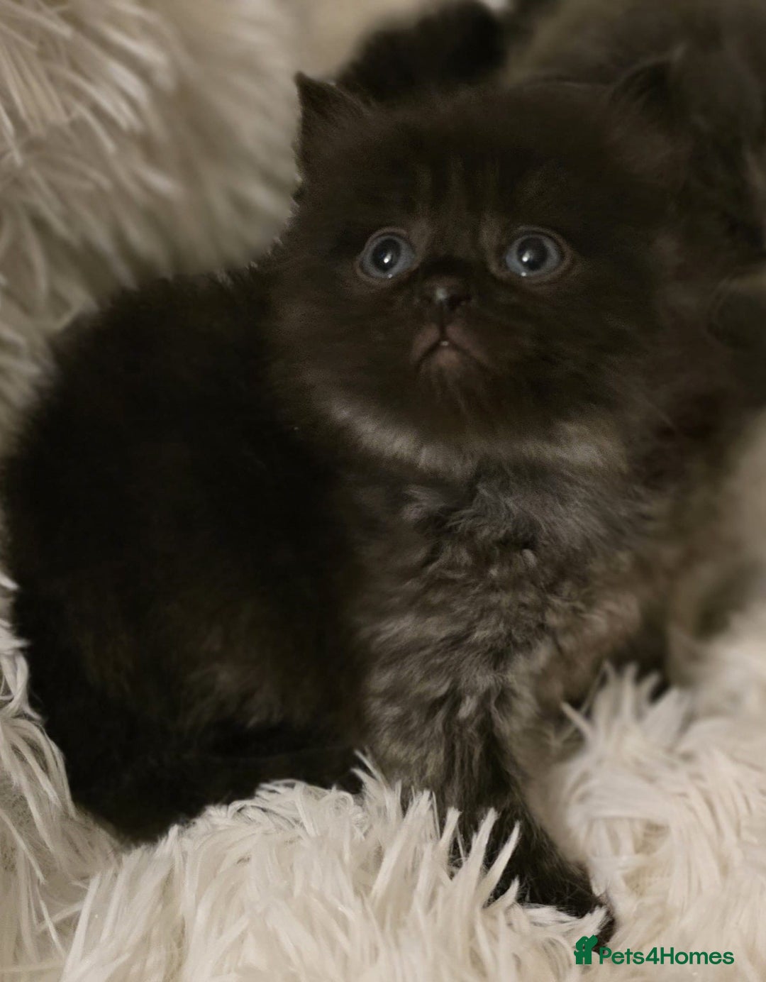 Mixed Breed cats for sale: Cute Scottish fold x Persian kittens long haired  - Image 12