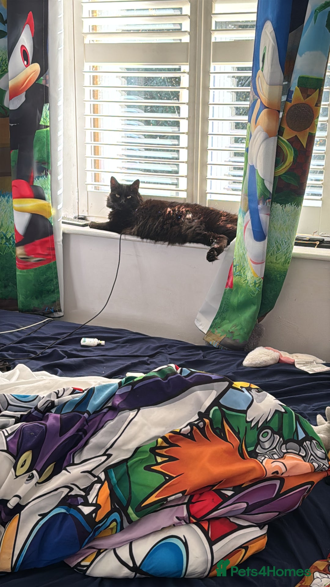 Mixed Breed cats for sale: Lovely female kitten 2 colours eyes  - Advert 4