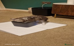 Maine Coon cats for sale: Pure Maine coon - Image 14