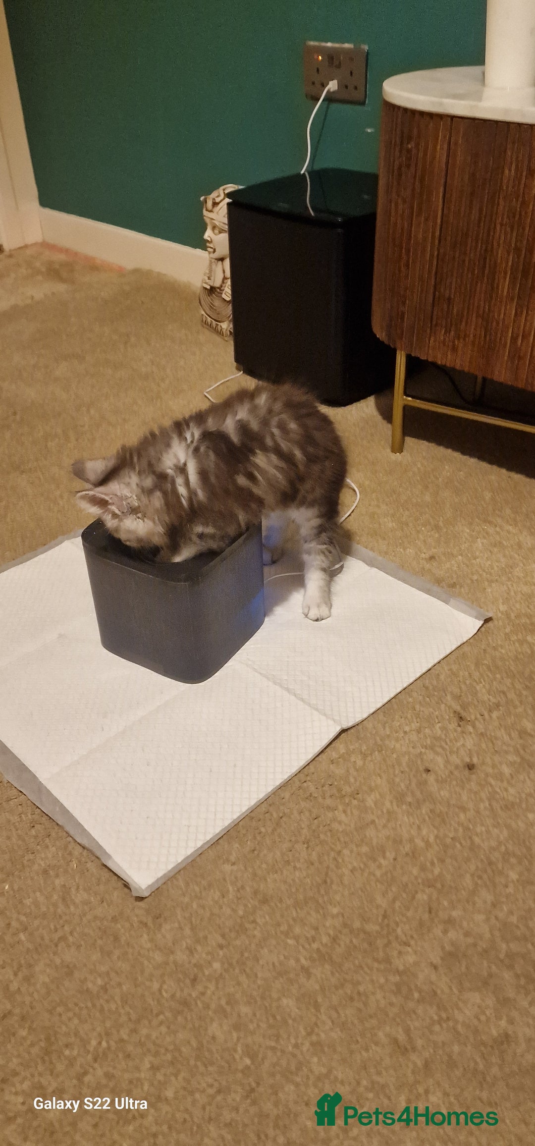 Maine Coon cats for sale: Pure Maine coon - Image 14