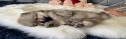 Pomeranian dogs for sale: Wolf & Orange Sable Teddy Bear Pomeranian Puppies - Advert 24