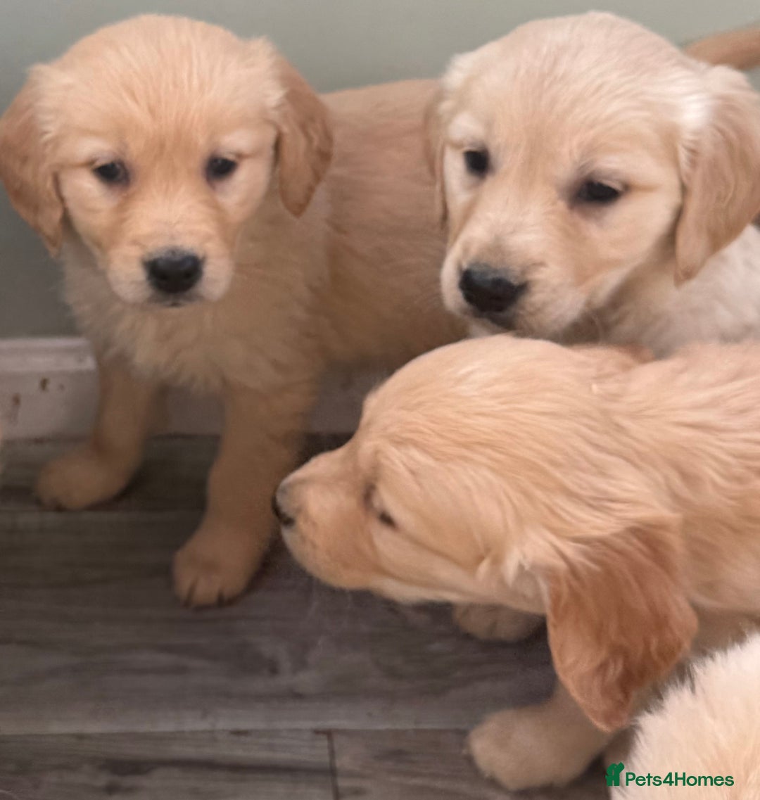 Golden Retriever dogs for sale: Chunky golden retriever pups - Advert 16