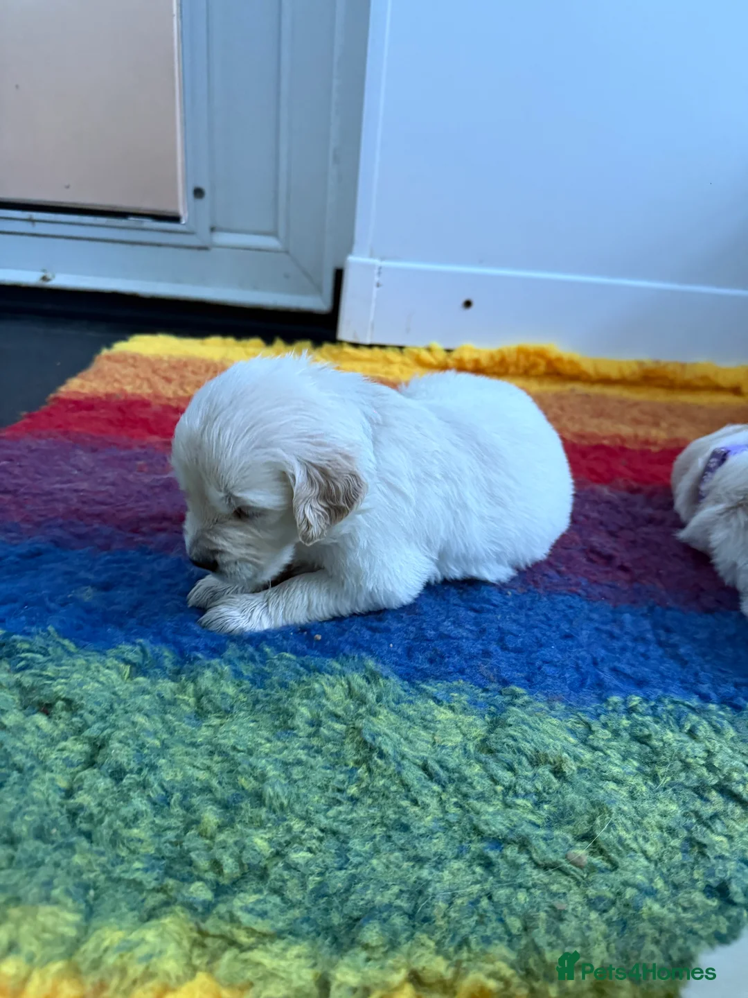 Golden Retriever dogs for sale: Stunning Kc registered golden retrievers - Advert 5