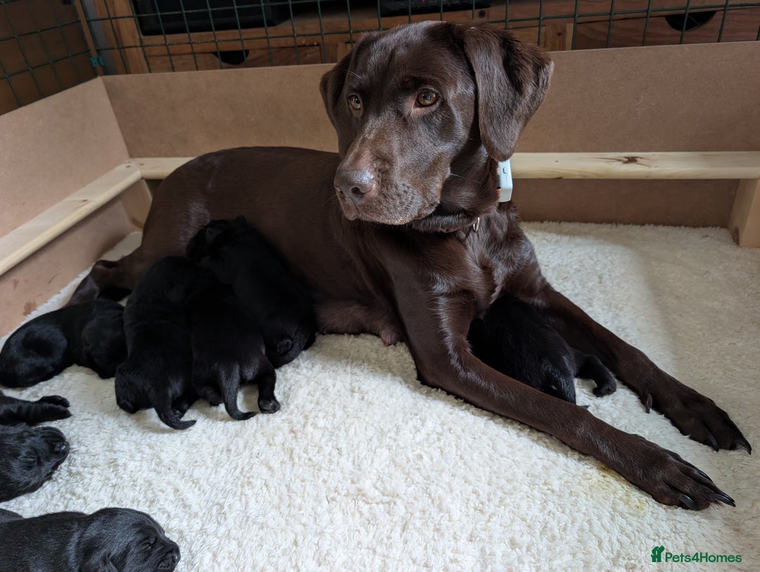 Labrador Retriever dogs for sale: Gorgeous KC registered Black Labrador Puppy - Advert 9