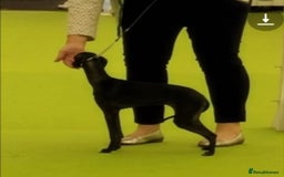 Italian Greyhound dogs for sale: KC reg  Italian greyhound puppies  - Image 10