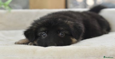German Shepherd dogs - Advert 6