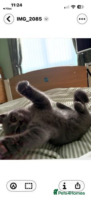 Mixed Breed cats Beautiful Grey British Shorthair Kitten - Advert 2