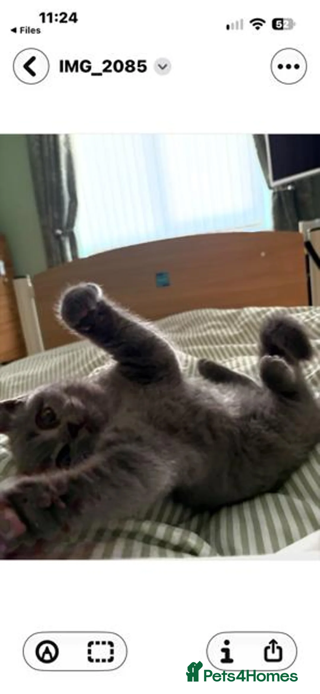 Mixed Breed cats for sale: Beautiful Grey British Shorthair Kitten - Advert 2