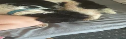 Mixed Breed dogs for sale: Carter - Advert 4