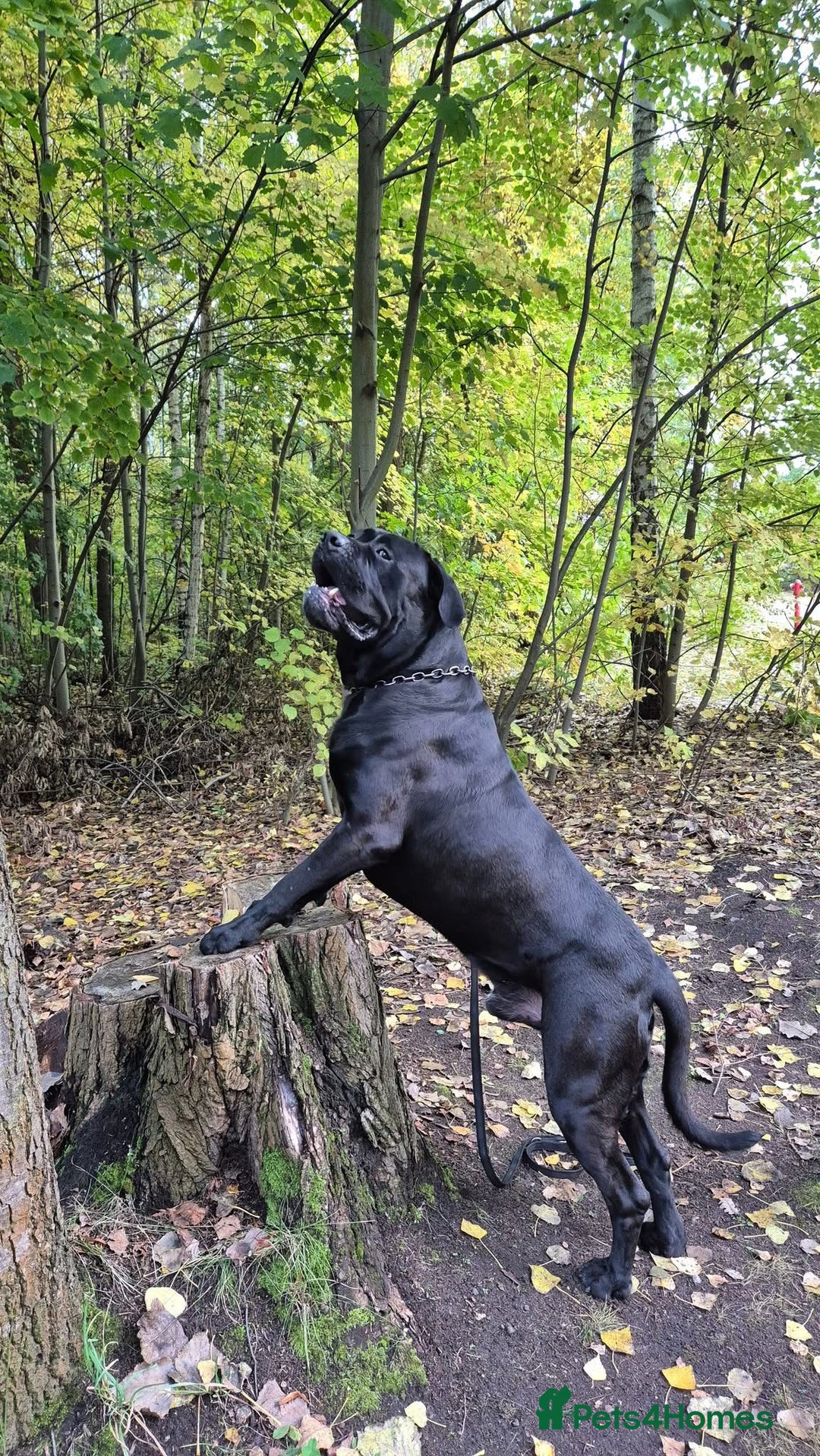 Cane Corso dogs for stud: Stud  - Advert 2