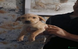 Labrador Retriever dogs for sale: Beautiful lab puppies for sale  - Image 9