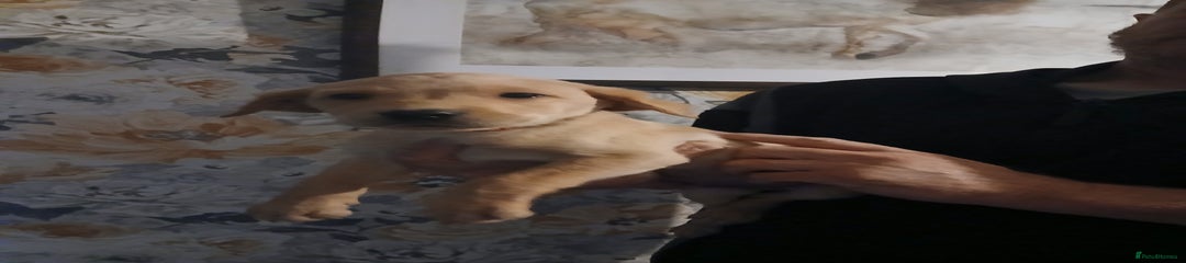 Labrador Retriever Puppy 8