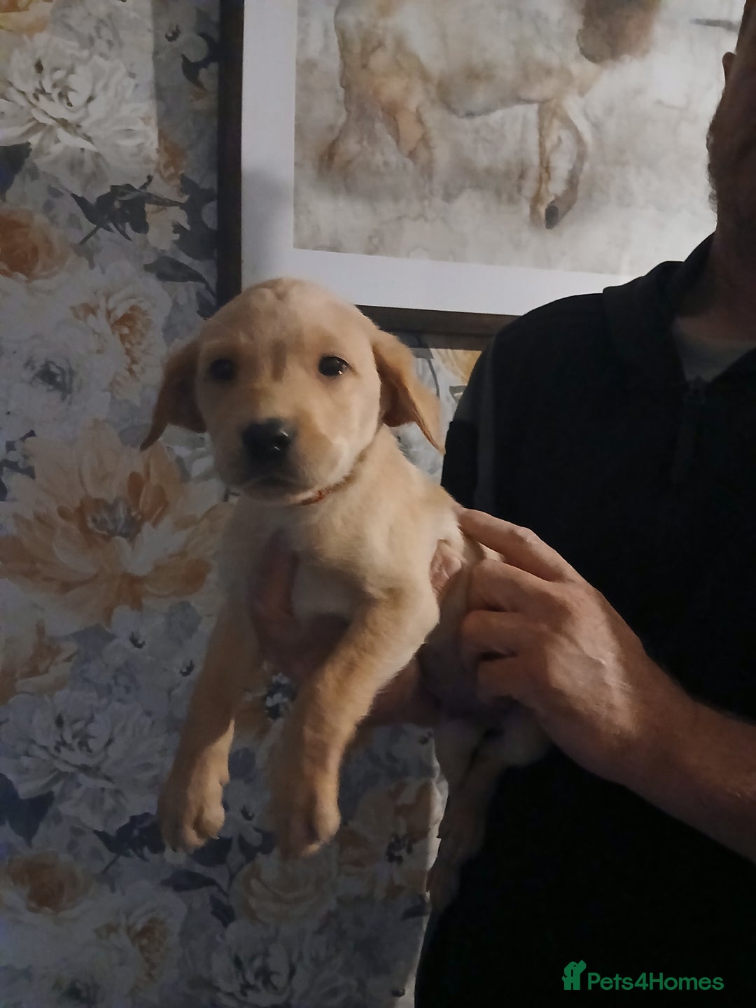 Labrador Retriever dogs for sale: Beautiful lab puppies for sale  - Image 9